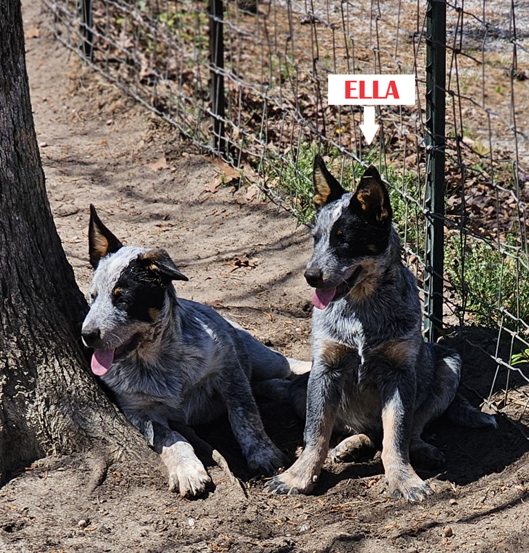 Australian cattle dog puppies for sale in south carolina, Australian Cattle Dog Puppies for sale in Columbia, SC, Australian Cattle Dog puppies for sale in Camden, SC, Australian Cattle dog puppies for sale in Darlington, NC Australian Cattle Dog puppies for sale in Myrtle Beach, SC